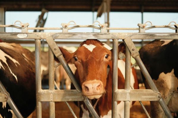 Curatenia in ferma, baza sanatatii animalelor si productiei profitabile