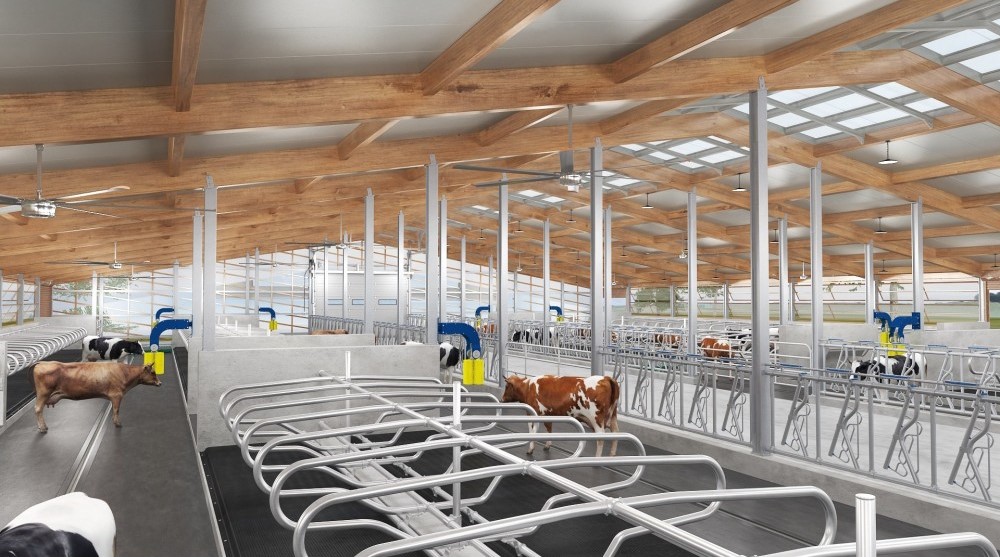 Imbunatateste odihna animalelor in sezonul rece pentru o productie de lapte stabila